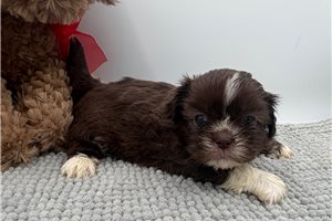 Tessa - puppy for sale