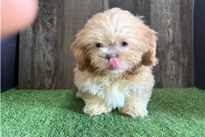 Tripp - Shih Tzu for sale
