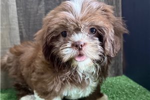 Tessa - Shih Tzu for sale