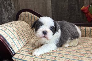 Kevin - puppy for sale
