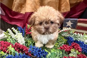 Tulla - Shih Tzu for sale