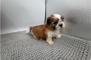 Daisy - Shih Tzu for sale