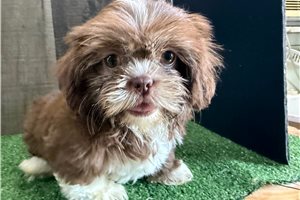Tessa - Shih Tzu for sale
