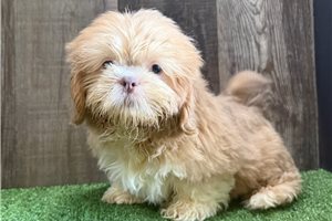 Tripp - Shih Tzu for sale