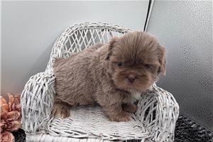 Travis - puppy for sale
