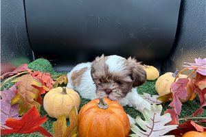 Kayla - Shih Tzu for sale