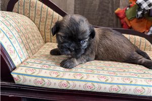 Kelsy - Shih Tzu for sale
