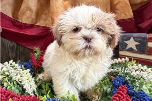 Trina - Shih Tzu for sale