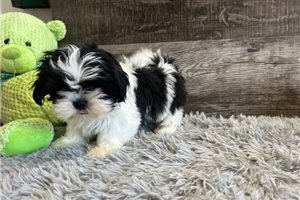 Ralph - puppy for sale