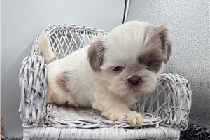 Trina - puppy for sale