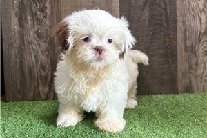 Thea - Shih Tzu for sale