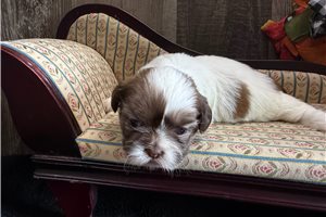 Kayla - puppy for sale