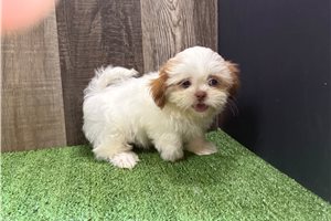 Talia - puppy for sale
