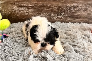 Rebecca - puppy for sale