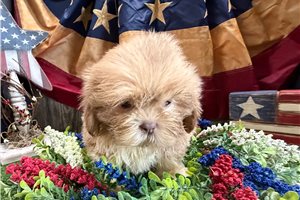 Tripp - Shih Tzu for sale