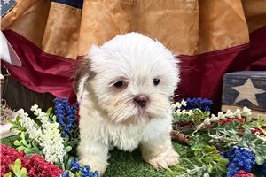 Thea - Shih Tzu for sale
