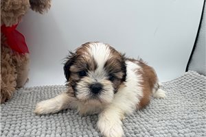 Daisy - puppy for sale
