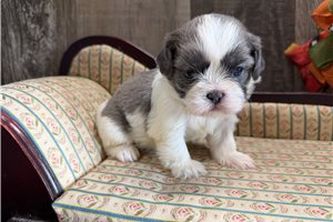 Kole - puppy for sale