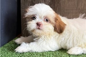 Talia - Shih Tzu for sale