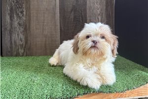Trina - Shih Tzu for sale