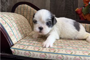 Kate - Shih Tzu for sale