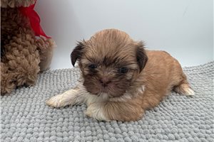 Tulla - puppy for sale