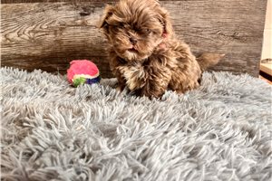 Kielee - puppy for sale
