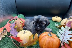 Kelsy - Shih Tzu for sale