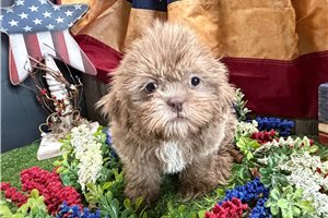 Travis - Shih Tzu for sale