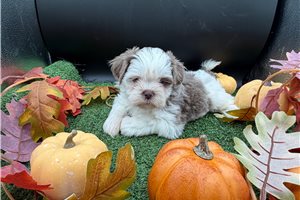 Kelby - Shih Tzu for sale
