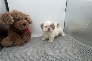 Trina - Shih Tzu for sale
