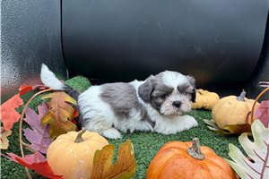 Kole - Shih Tzu for sale