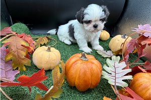 Kate - Shih Tzu for sale
