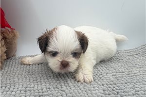 Talia - puppy for sale