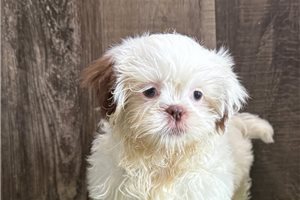 Thea - Shih Tzu for sale