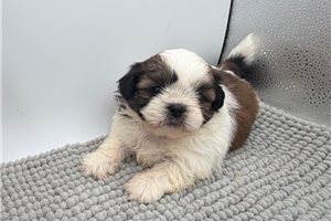 Duke - Shih Tzu for sale