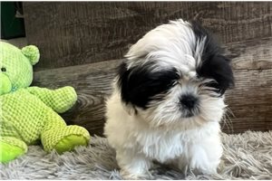Rachelle - puppy for sale