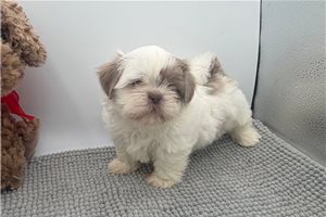 Trina - Shih Tzu for sale