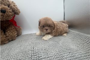 Tripp - Shih Tzu for sale