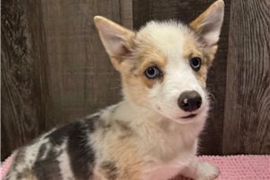 Daisy - Corgi, Pembroke Welsh for sale