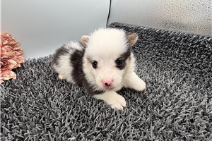 Dottie - Pembroke Welsh Corgi for sale