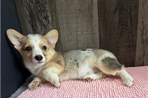 Delta - Corgi, Pembroke Welsh for sale