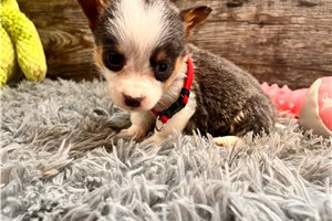 Fanny Mae - puppy for sale