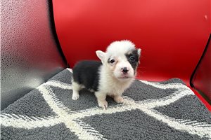 Doll Baby - puppy for sale
