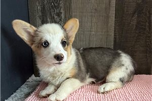 Dottie - Corgi, Pembroke Welsh for sale