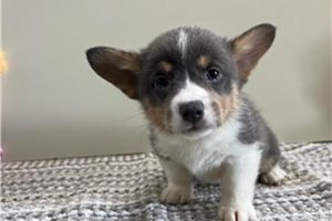 Margaret - puppy for sale