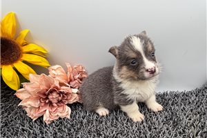 Denver - puppy for sale
