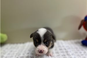 Mordeci - puppy for sale