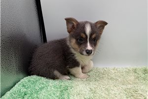 Denver - Corgi, Pembroke Welsh for sale