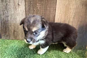Gretchen - Corgi, Pembroke Welsh for sale
